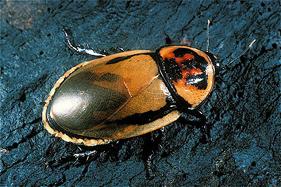 Peru Cockroach