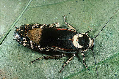 Peru Cockroach