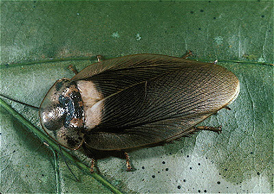 Peru Cockroach