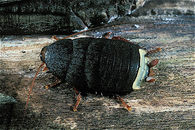 Peru Cockroach