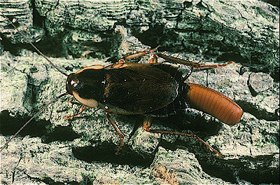 Wood Cockroach with Ootheca