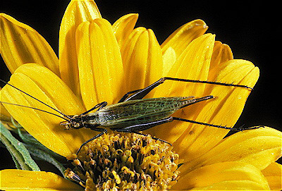 Black-Horned Tree Cricket