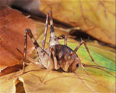 Camel  Cricket