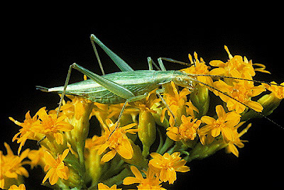  Tree Cricket