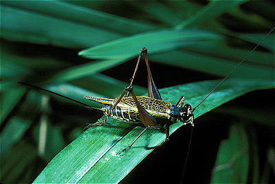  Tree Cricket