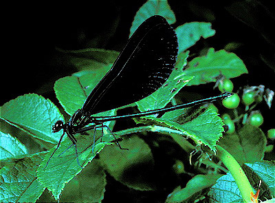 Black-Wing Damselfly