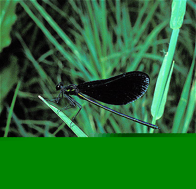Black-Wing Damselfly