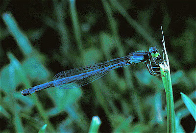 Common Blue Damselfly