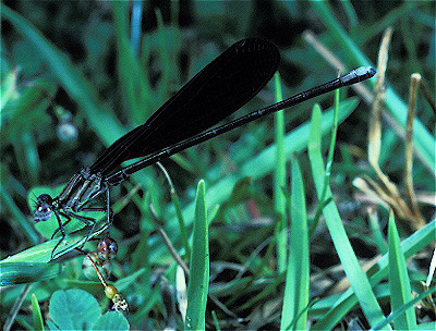 Damselfly