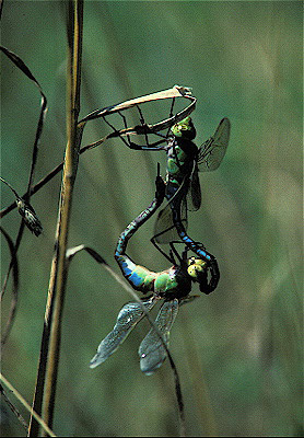 Mating Darner Dragonflies