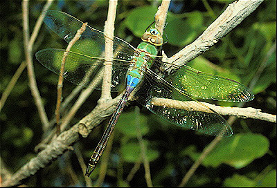 Green Darner Dragonfly