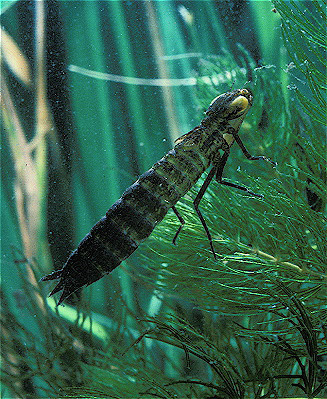 Dragonfly (Naiad)