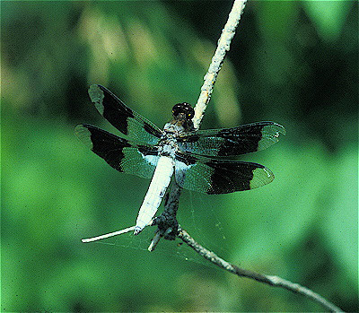 White Tailed  Skimmer