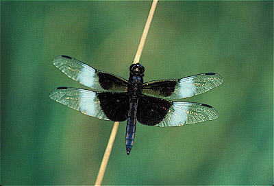 Widow Skimmer