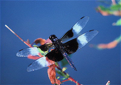 Widow Skimmer