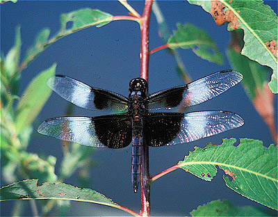 Widow Skimmer