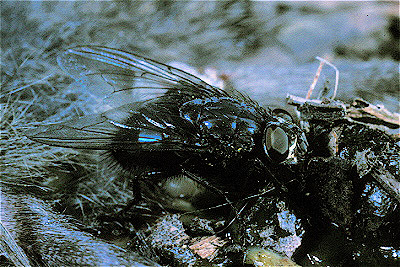 Blue Bottle Fly