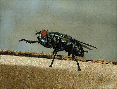 Flesh Fly