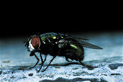 Green Bottle Fly