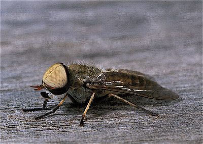 Horsefly