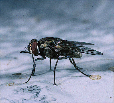 Stable Fly