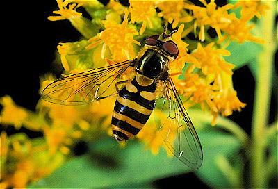 Syrphid Fly