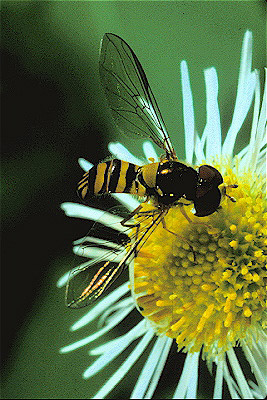 Syrphid Fly