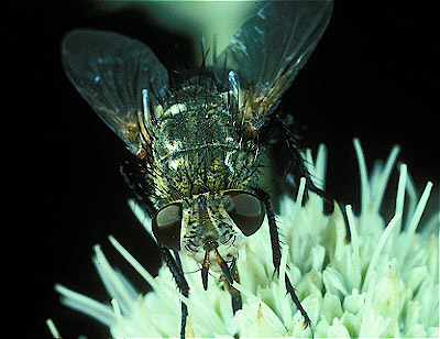 Tachinid Fly