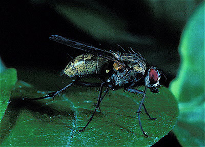 Tachinid Fly