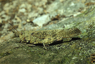 Carolina Locust