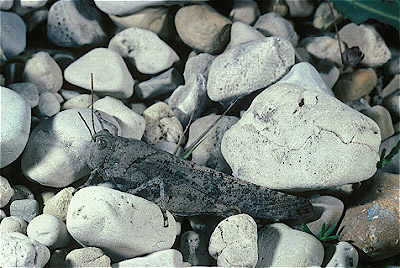 Carolina Locust