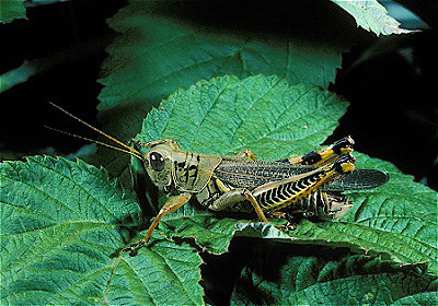 Differential Grasshopper