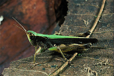 Grasshopper 