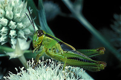 Grasshopper Nymph