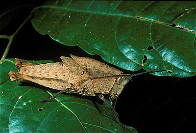 Grasshopper Nymph