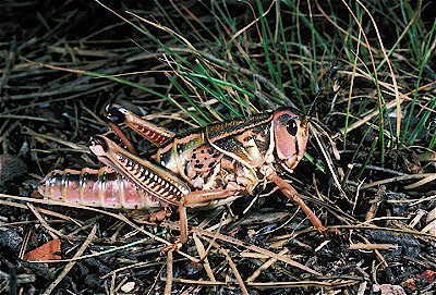 Plains Lubber Grasshopper