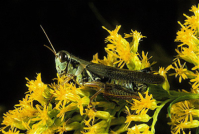 Red Legged Grasshopper