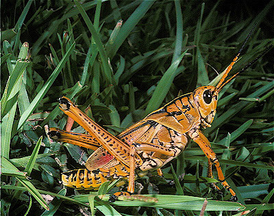 South Eastern Lubber Grasshopper