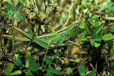 Slant-Faced Grasshopper