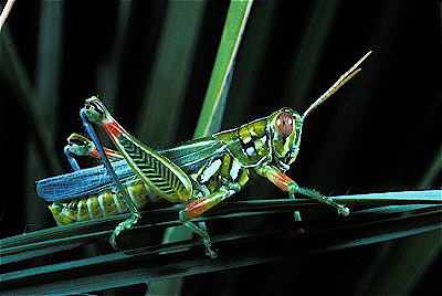 Snakeweed Grasshopper