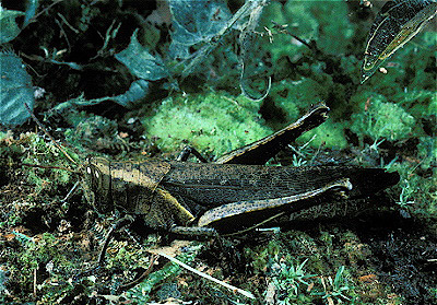 Yellow-Lined Grasshopper