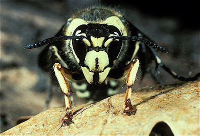 Bald Faced Hornet