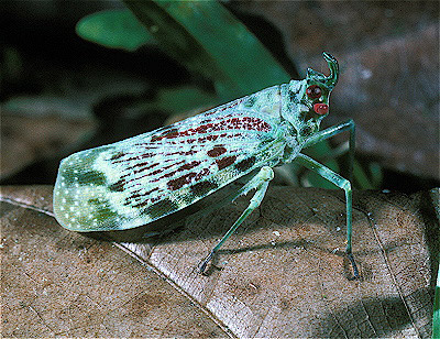 Lanternfly