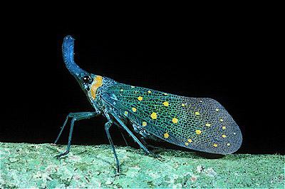 Lanternfly