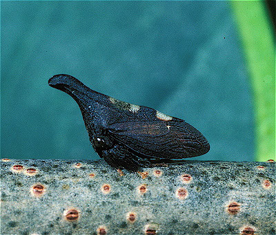 Two-Spotted Planthopper