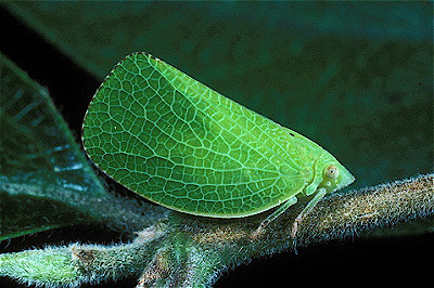  Planthopper