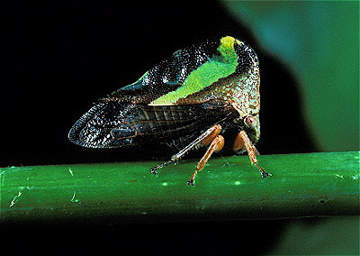  Planthopper