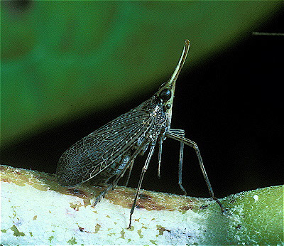 planthopper