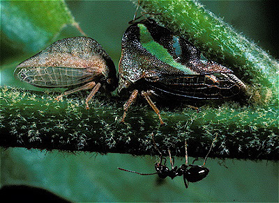 planthoppers