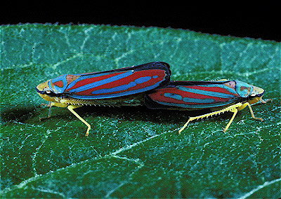 Red-Banded Leafhoppers